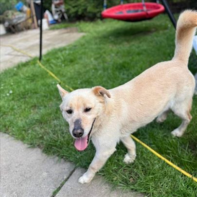 Dobri MILE traži dom