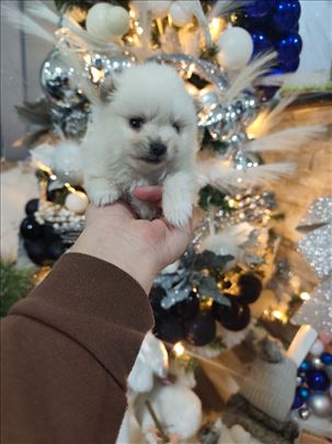 Pomeranski špic , štene