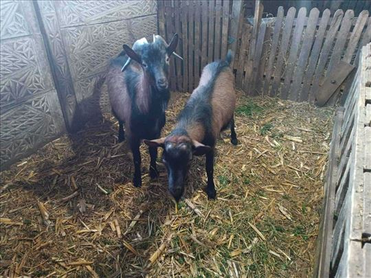 Prasici -i jarici na prodaju