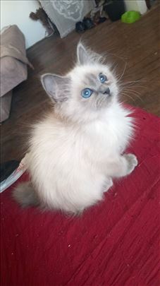 Ragdoll , mače