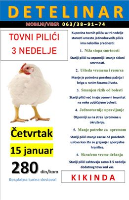 Tovni pilici 3 nedelje starosti!