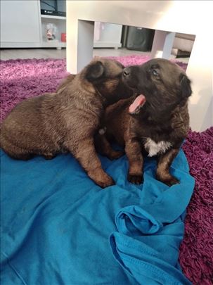 Belgijski ovčar, štene