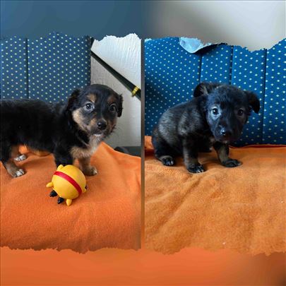 Bruno i Rale traže zauvek dom