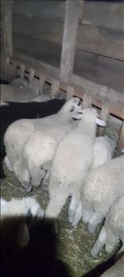 NA PRODAJU JAGNJAD  🐑 Domaća • kvalitetna ⚖️