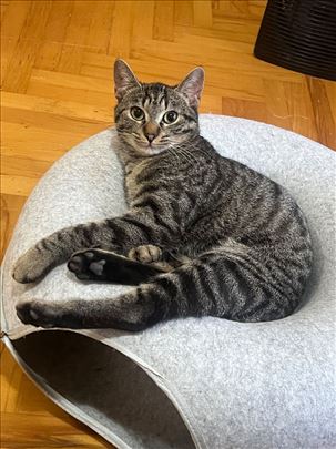 Beba hitno tražiO dom u Beogradu