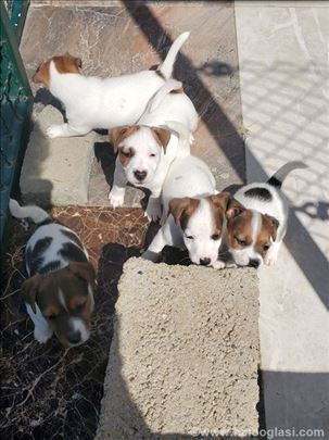 Džek Raselov terijer, štene