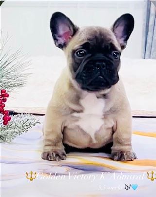 Francuski buldog, štene