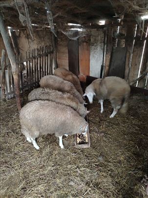 Jagnjad od 40 do 50 kg