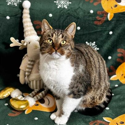 Mačak Đorđe traži dom