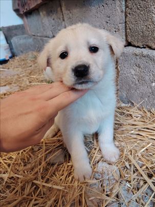 Poklanjamo štence mešance samojeda i labradora