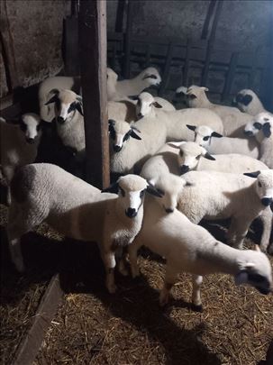 Prodajem umatičenu sjeničku jagnjad