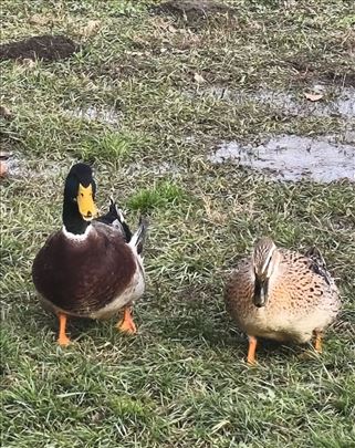 Ruanske patke teski tip