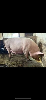 Suprasna krmaca i 2 nazimeta 