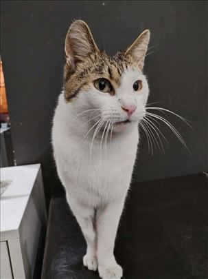 Zoki, najumiljatiji i najdivniji macak trazi dom