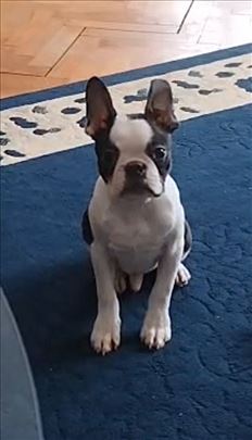 Bostonski terijer, štene