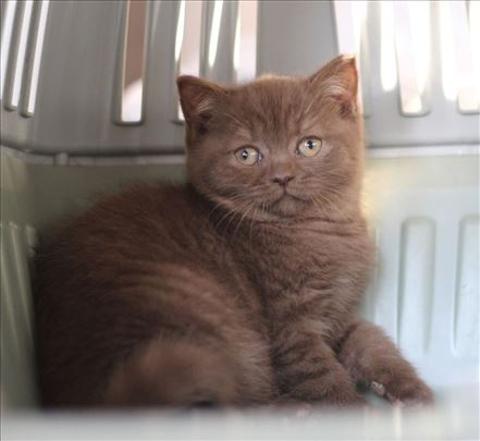 Britanska kratkodlaka Britanski mačići