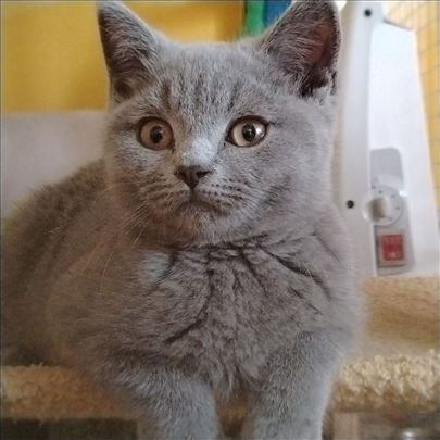 Britanska kratkodlaka, mačići spremni za novi dom