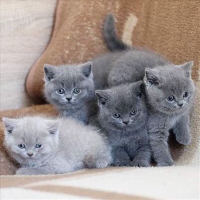 Britanska kratkodlaka mačka mačići