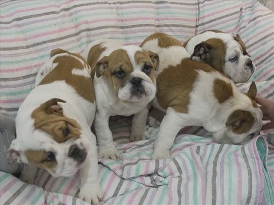 Engleski buldog, vrhunsko leglo