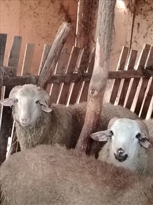 Jagnjad, ovnici ovogodisnji