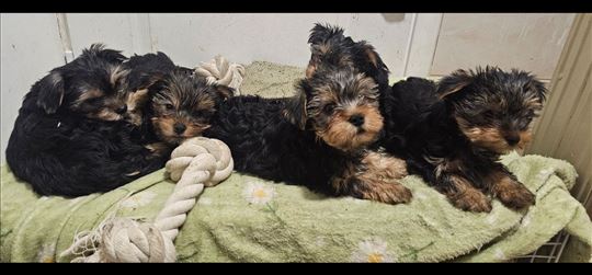 Jorkširski terijer, štene