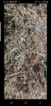 Na prodaju detelina i seno 