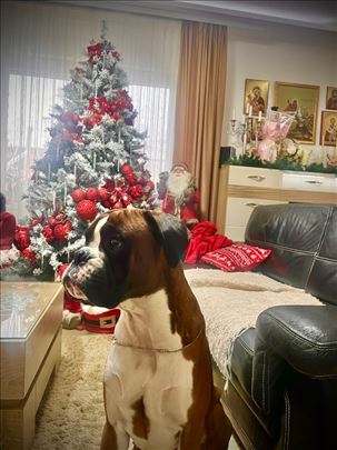 Nemački bokser, mlad pas