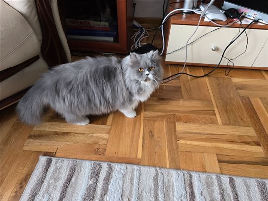 Persijska, odrasla mačka