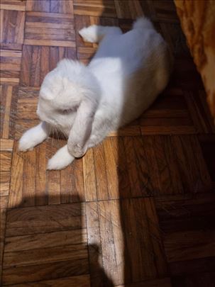 Poklanjam ovnolikog zeca 