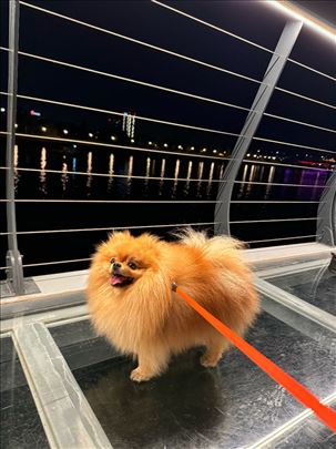 Pomeranac muzjak za parenje