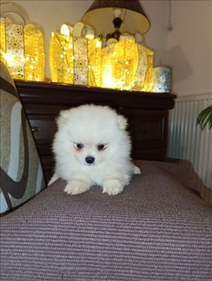 Pomeranski špic , štene