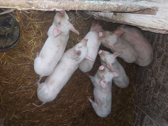 Prasici od 15 do 20 kg