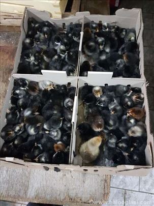 Prodaja jednodnevnih domaćih plilića