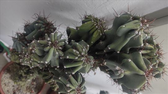 Veliki kaktus  2 ком. Велики кактус 