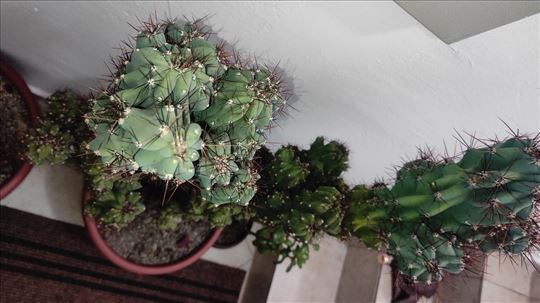 Veliki kaktus 2 ком. Велики кактус