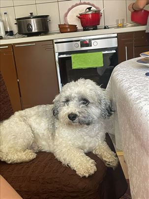 Havanski bišon, odrastao pas za parenje