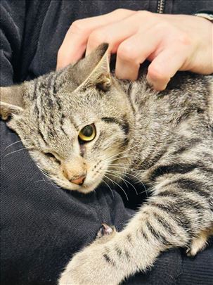 Jednooki Džek trazi dom, tigrasto mače mačak 