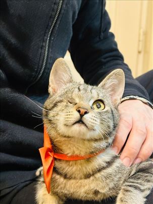 Jednooki Džek trazi dom, tigrasto mače mačak 