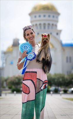 Jorkširski terijer, štene