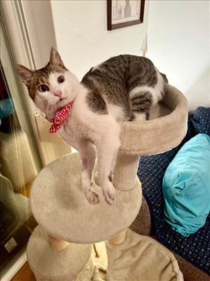 Najbolji cicos macos traži dom