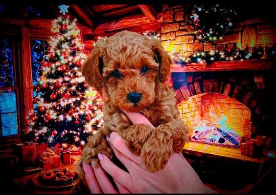 Patuljaste pudle stenci