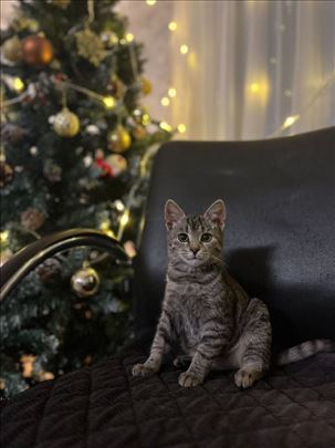 Poklanjam žensko mače