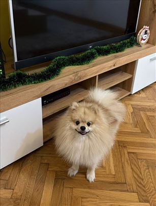 Pomeranski špic , odrastao pas za parenje