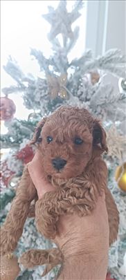 Pudla patuljasta, štene