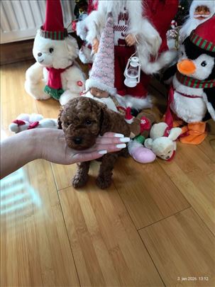 Toy i Teacup crvena Pudla