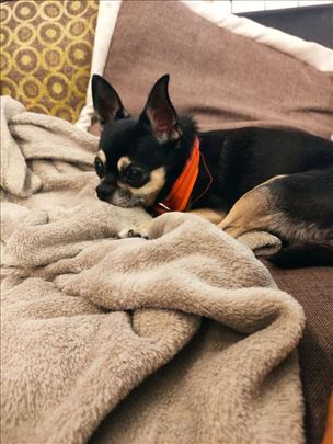 Apple head čivava mužjak traži ženku za parenje  