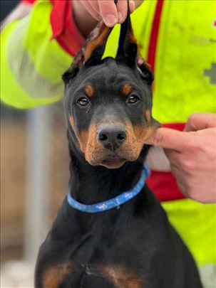 Doberman Štenci