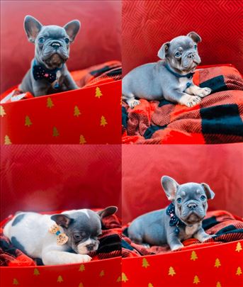 Francuski buldog Exotic Blue&Tan Premium kvalitet