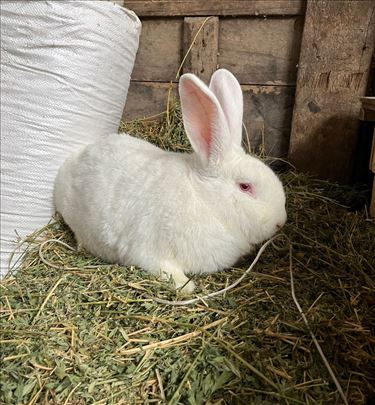 hajkom kunići zečevi - više uzrasta