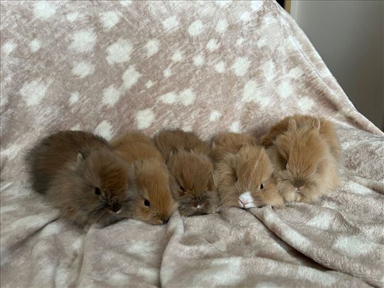 lavlja glava patuljasti kunići zečevi